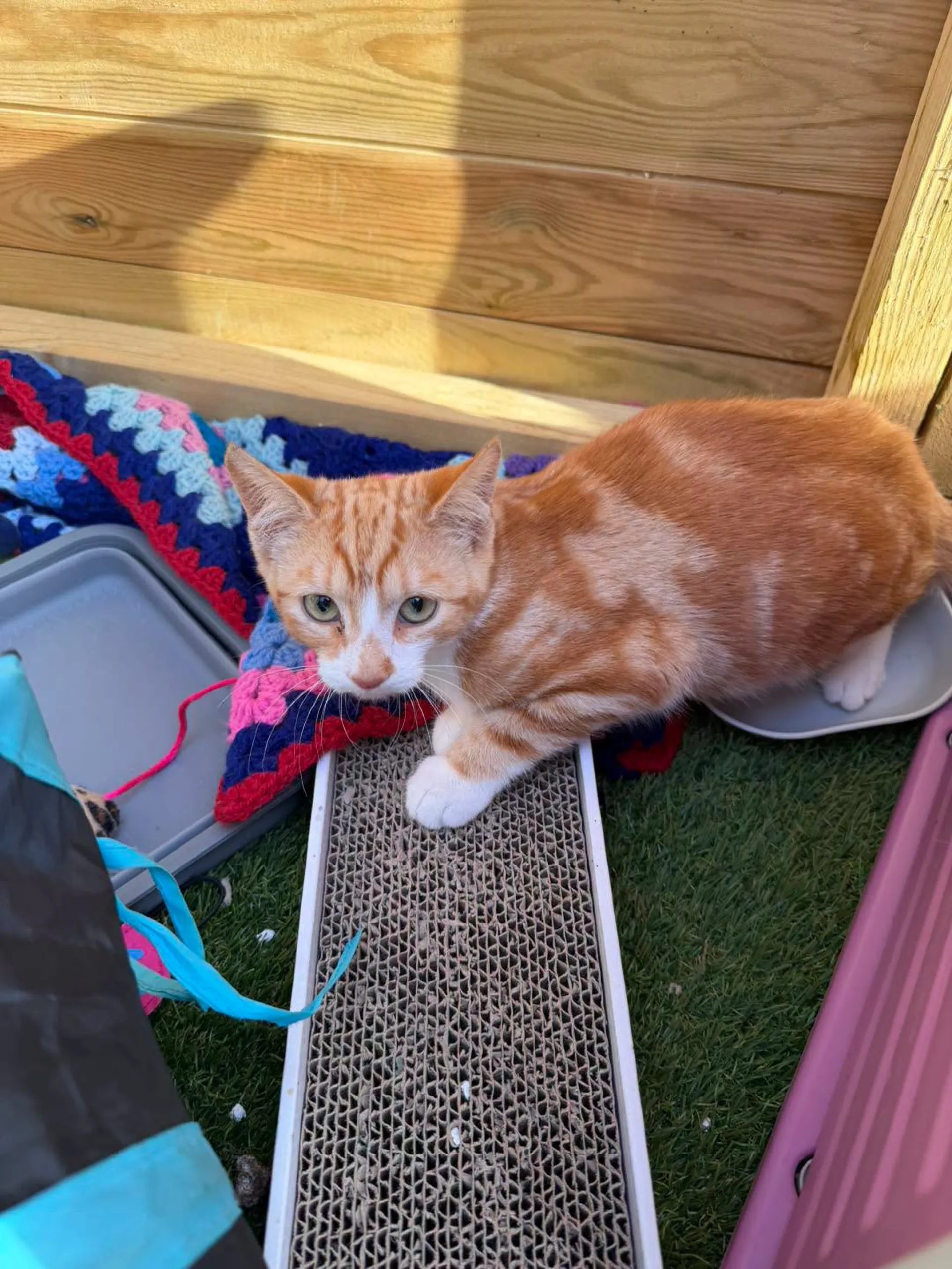 Farm Cats