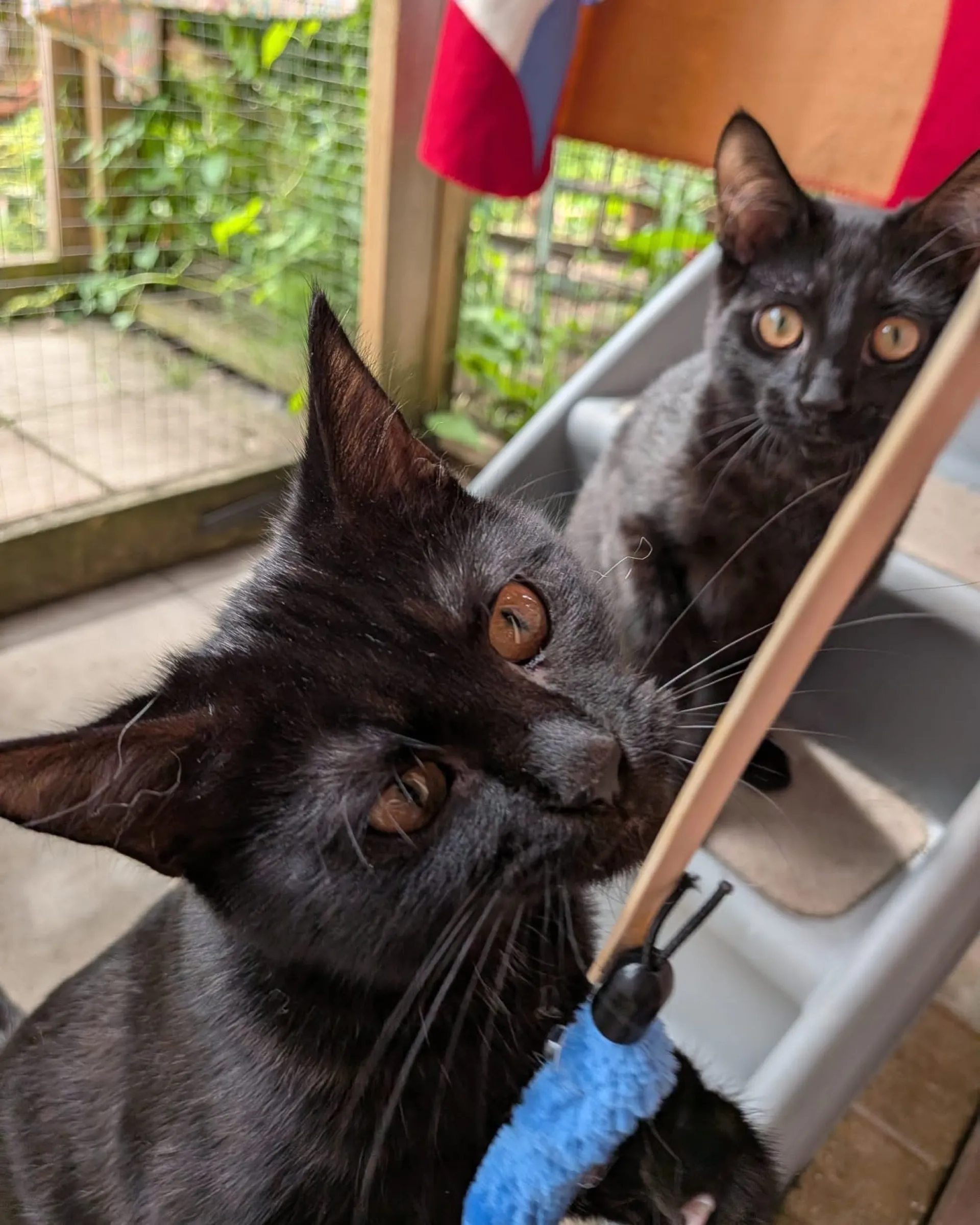 Poppy and Tikka